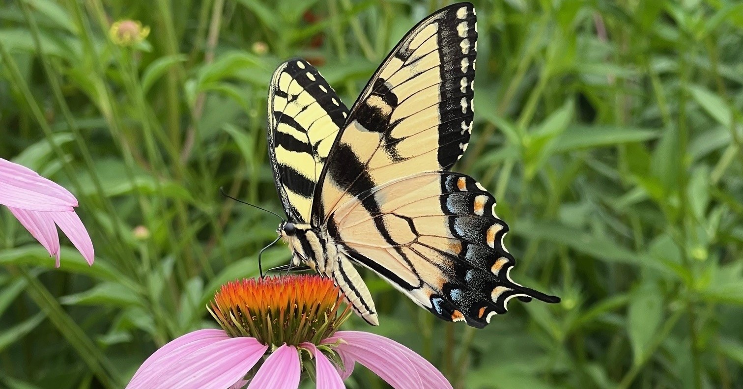 Joint FMCPT-MATCO-Master Gardeners Get Together